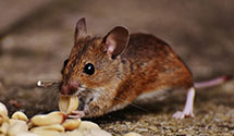 24 Hour & Emergency Exterminators in South Middleton, PA